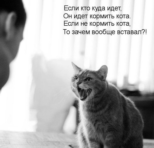 Картинки Кот Не Уходи На Работу