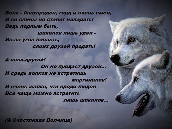 Стих про волка и волчицу