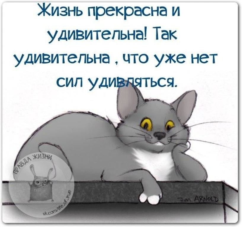 Смешные высказывания в картинках