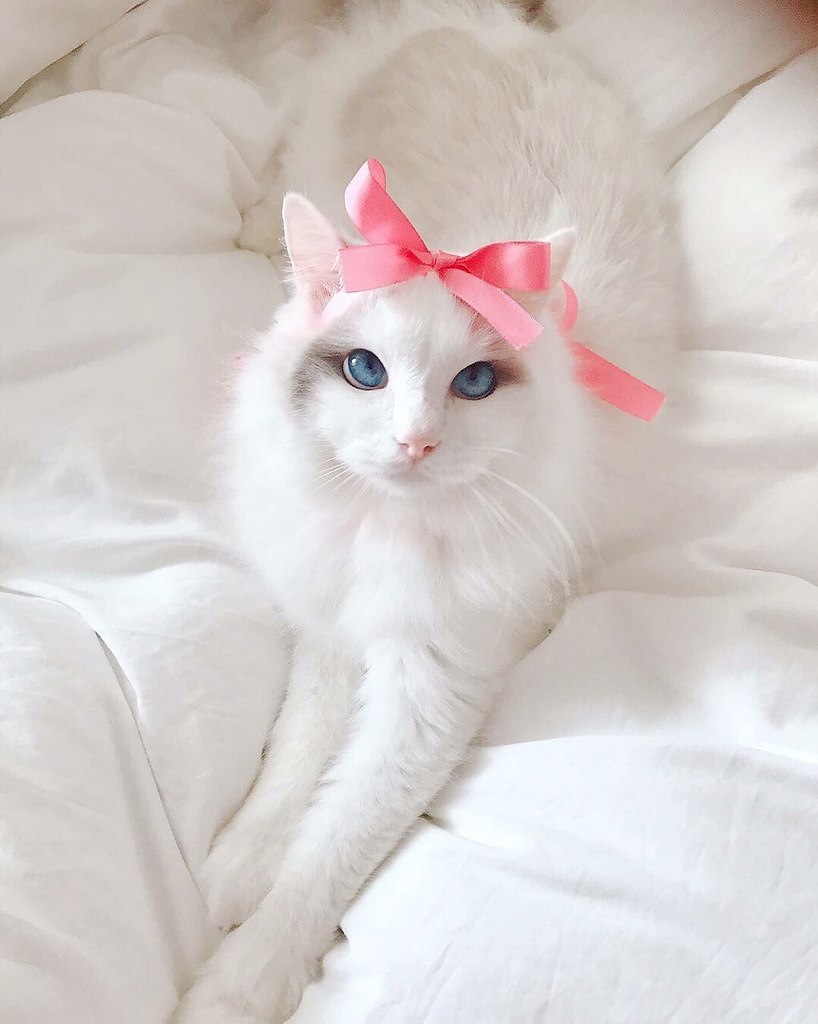 Kitty Cute Boobpedia – Telegraph
