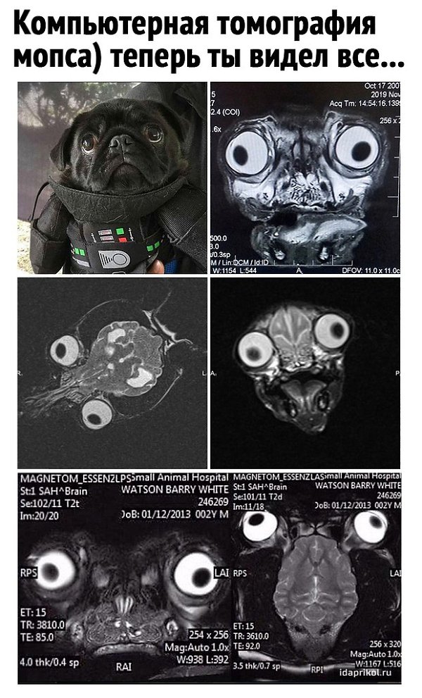 Мрт мопса картинка
