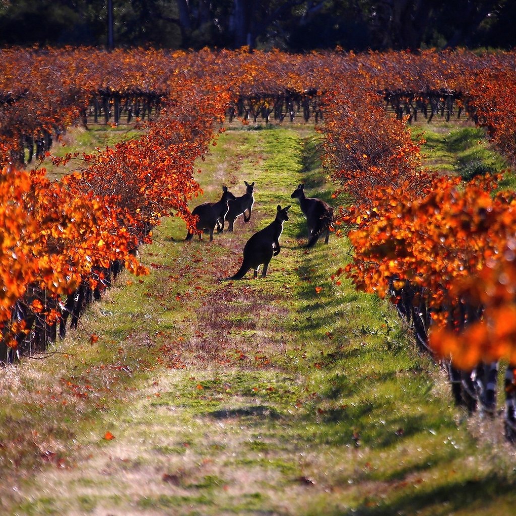 Кенгуру в виноградниках в Австралии