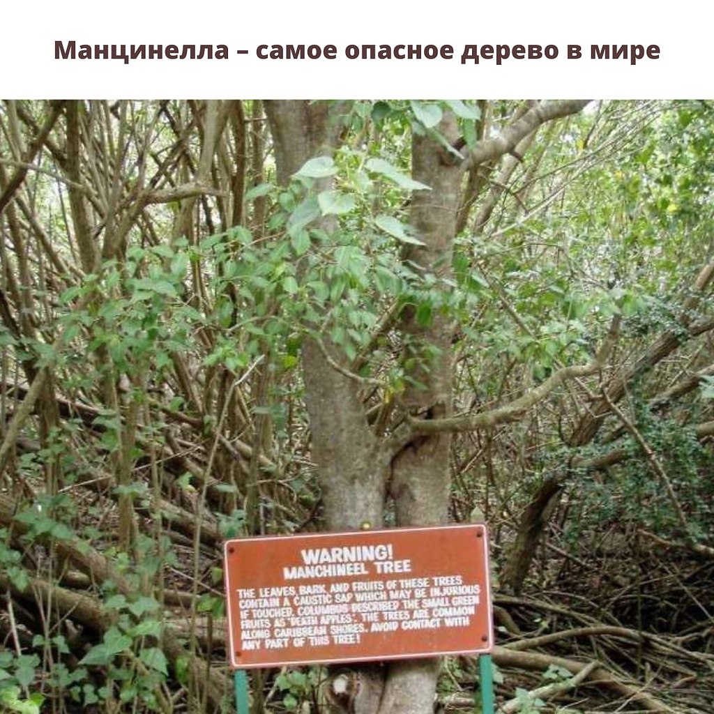 Дерево смерти манцинелла