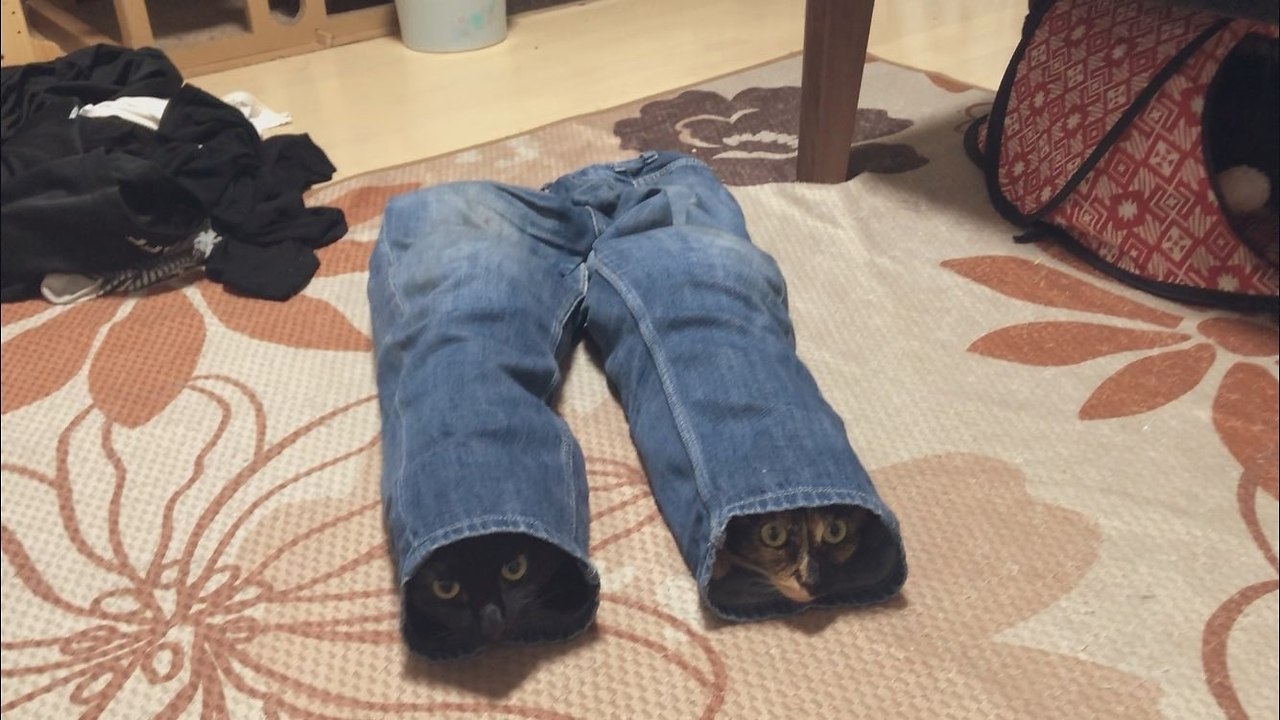 Кот в штанах