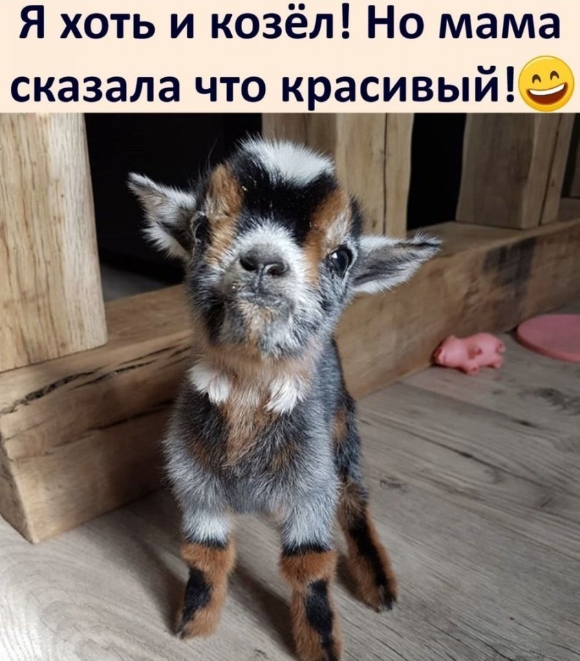 Козел картинки прикольные