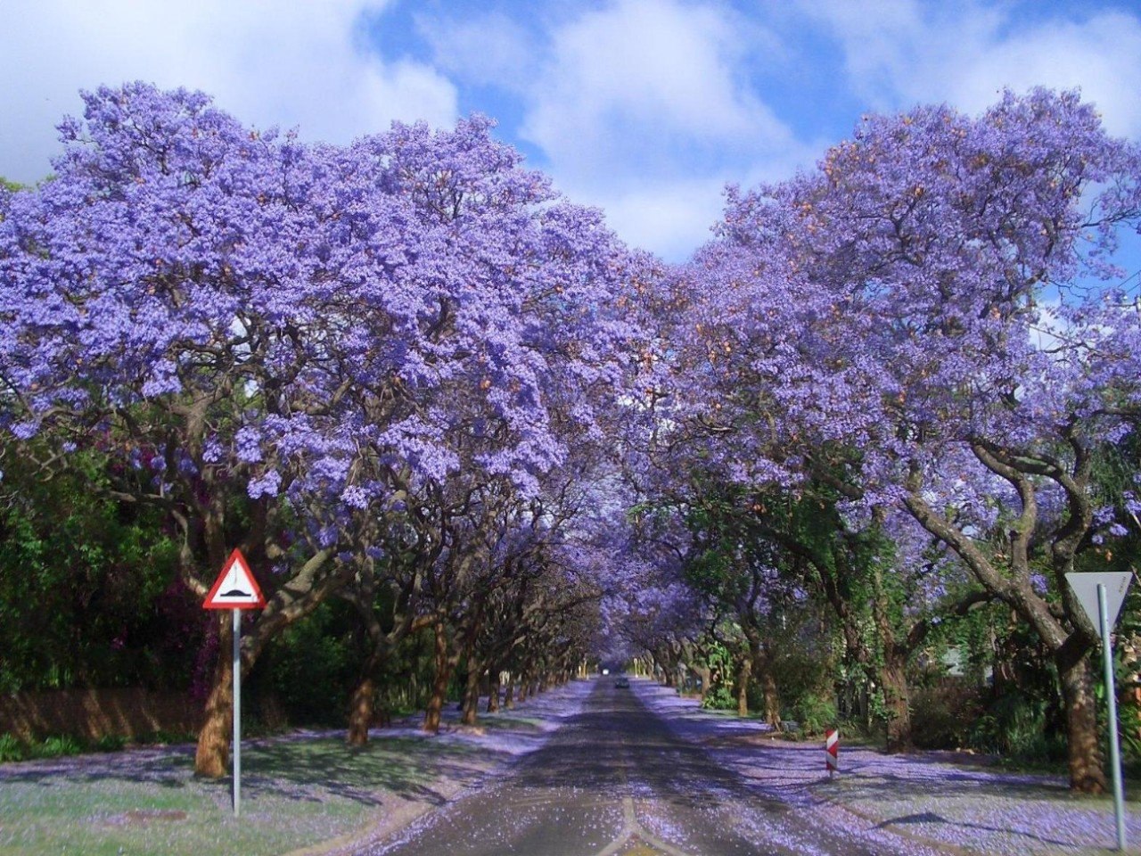 Жакаранда фото в горшке