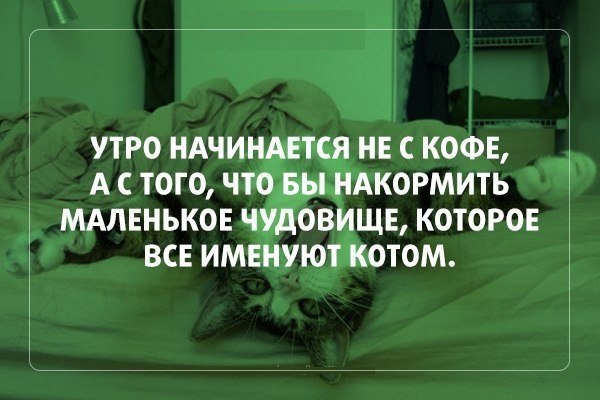 Утро начинается не с кофе а с кормежки голодного кота картинка вставай потомок обезьяны