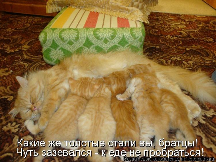 Смешные фото кошек с надписями новые