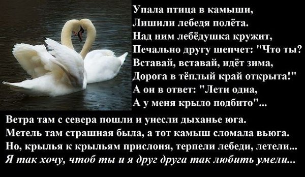 Стих о лебеде. Стихотворение про лебедя. Упала птица в камыши. Лебединая любовь стихи.