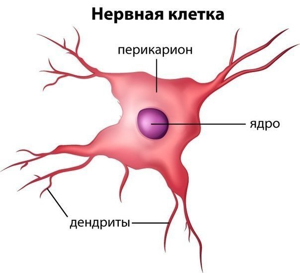 Картинки нервные клетки не восстанавливаются