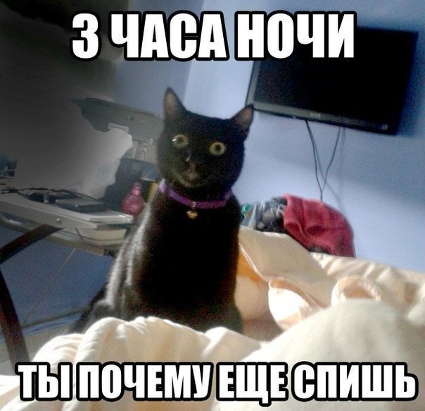 Что делаешь почему не спишь. Кот ночью Мем. Смешные коты мемы в 3 часа ночи. Ночь и коты смешные. Смешные котики на ночь.