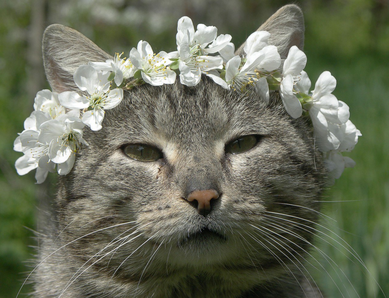 Кошка Весна