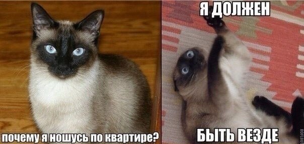 Мемы с котами и надписями на русском