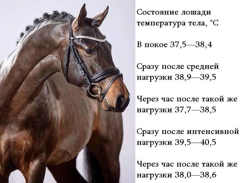 Кг кон. Температура лошади в норме. Нормальная температура у лошади. Нормальная температура тела у лошади. Температура тела лошади норма.