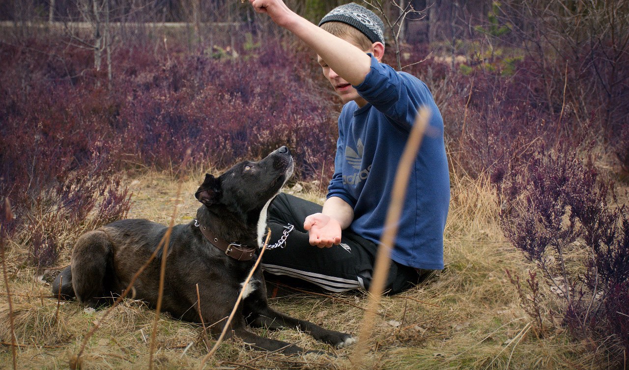 приют приозерск. приют для животных приозерск. бигль ивановская область. приюты ленинградской области. приют приозерск.