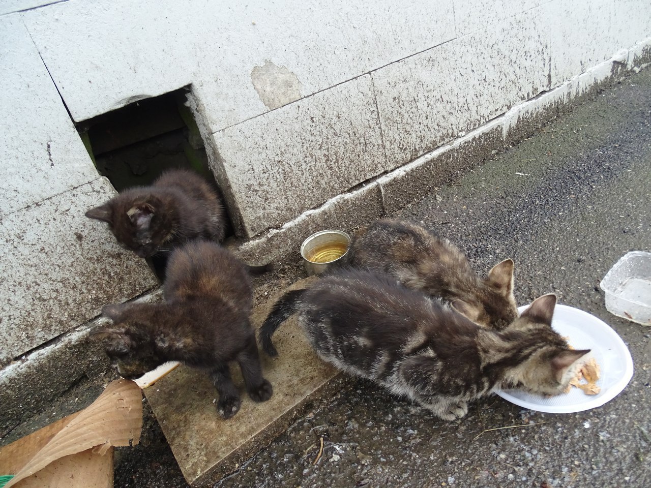 Бездомные кошки Егорьевска