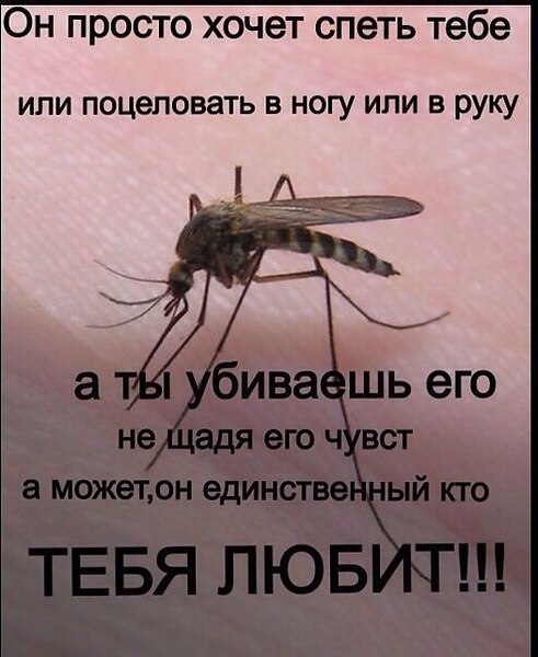 Шаром своими, картинки про комаров прикольные