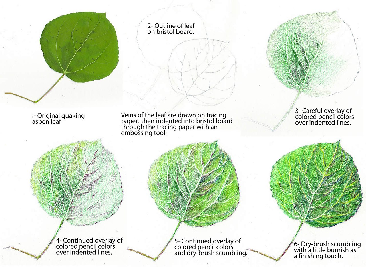 Leaf Tutorial drawing