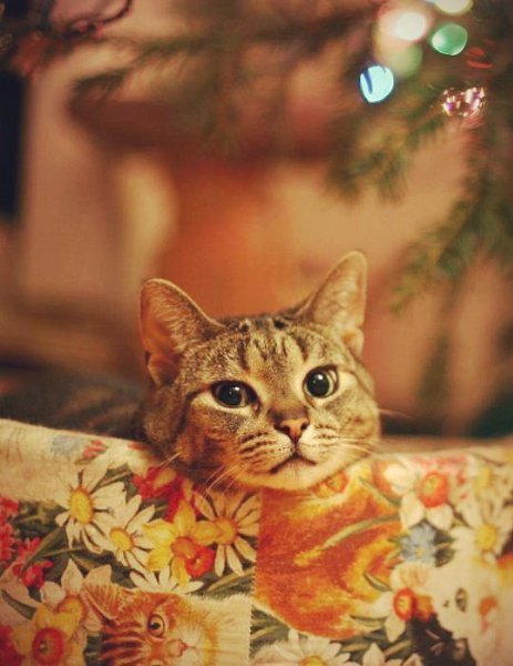Жду Нового Лета