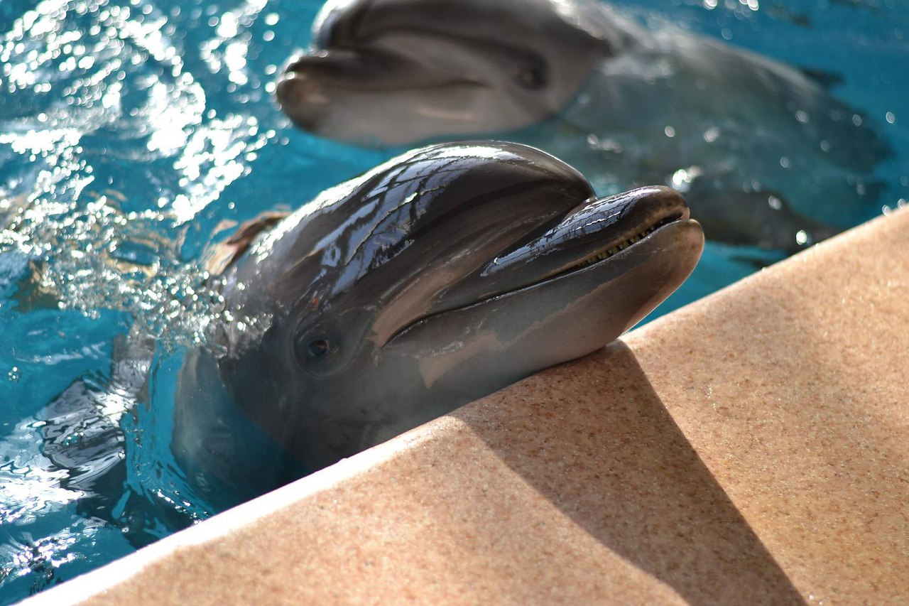 дельфинарий набережные челны