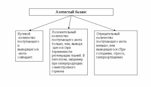 Азотистый баланс презентация