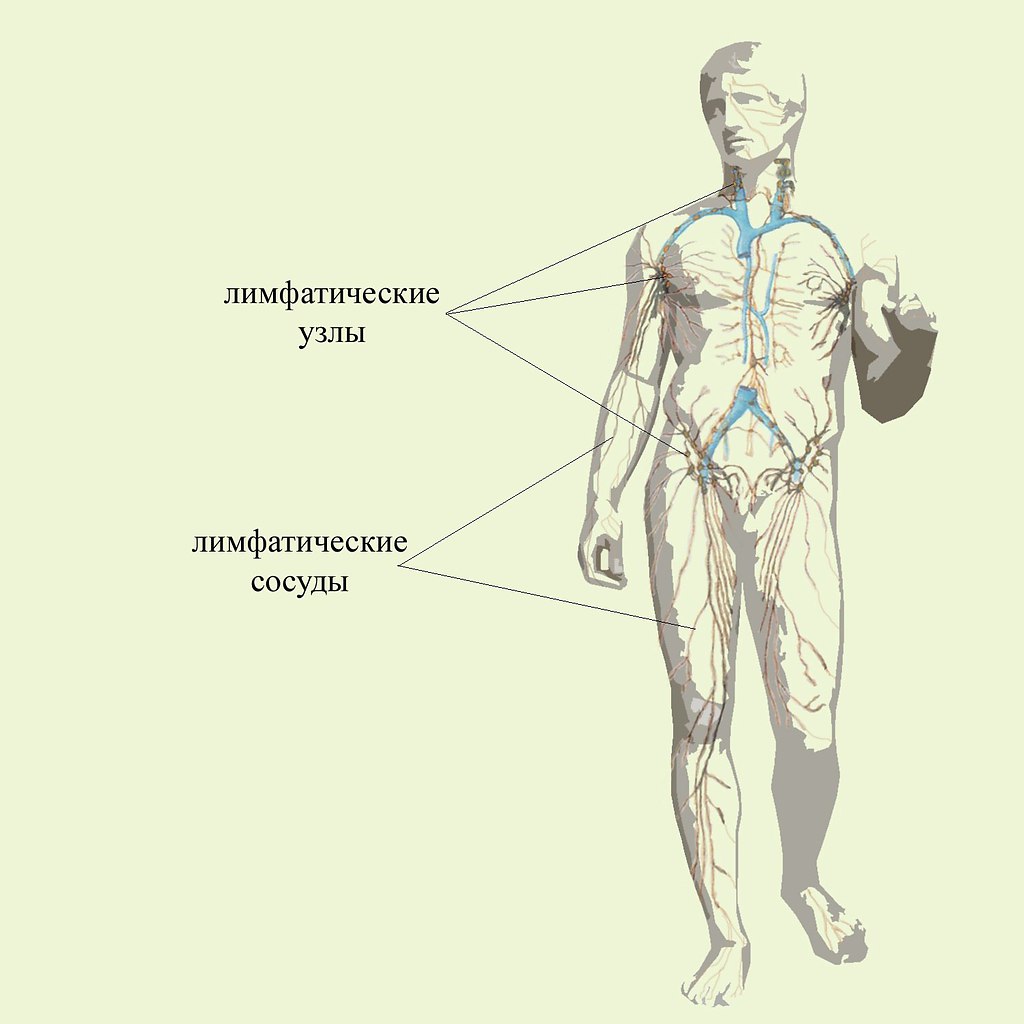 Схема движения лимфы в организме человека рисунок