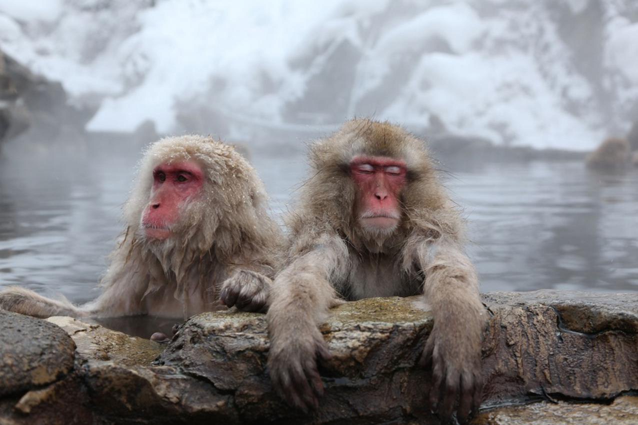 Снежные обезьяны в горячих источниках Нагано
