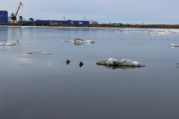 Когда водоемы полностью очистились ото льда 2024