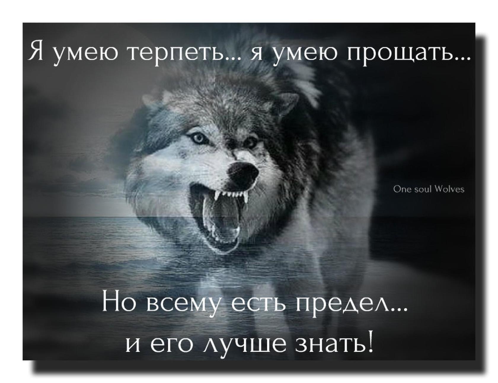 Мудрые фразы волка