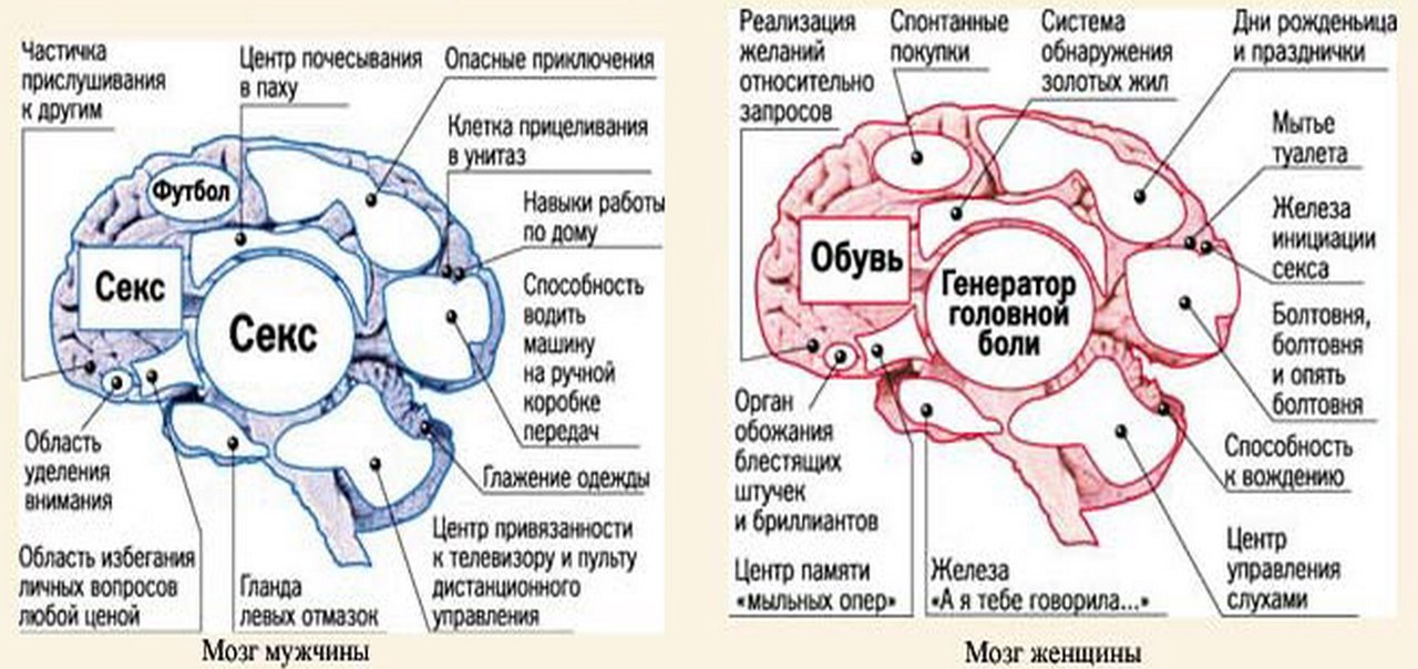 Мозг женщины и мозг мужчины картинки