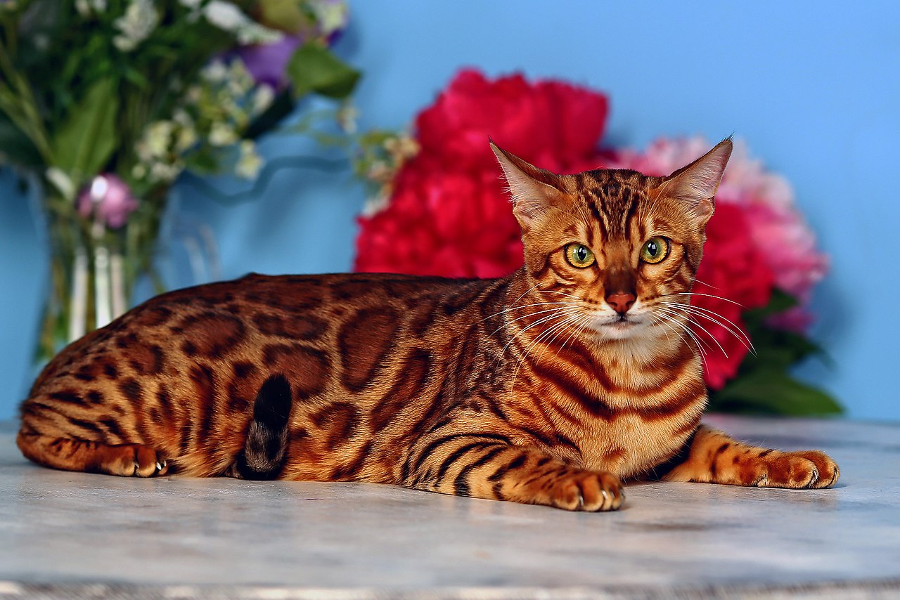 Пестро рыжая. Бенгальский кот. Кошка пятнистая Бенгальская. Бенгальская короткошерстная кошка рыжая. Бенгальская леопардовая кошка.