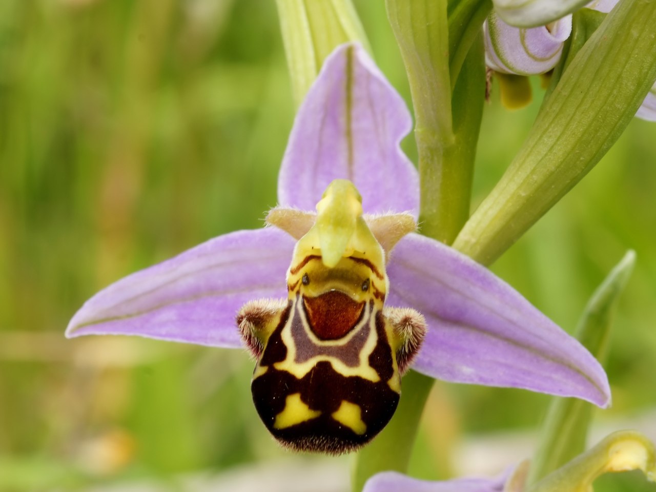 Орхидеи Необычные