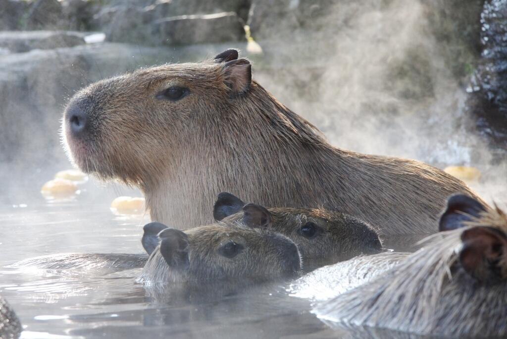 Фото капибары в воде