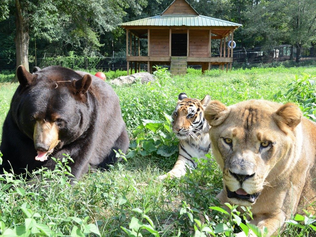 Почему тигр лев. Лев Лео тигр Шерхан и медведь балу. Медведь балу, Лев Лео и тигр Шер-Хан. Балу Лео и Шерхан. Дружба медведя балу Льва Лео и тигра Шерхана.