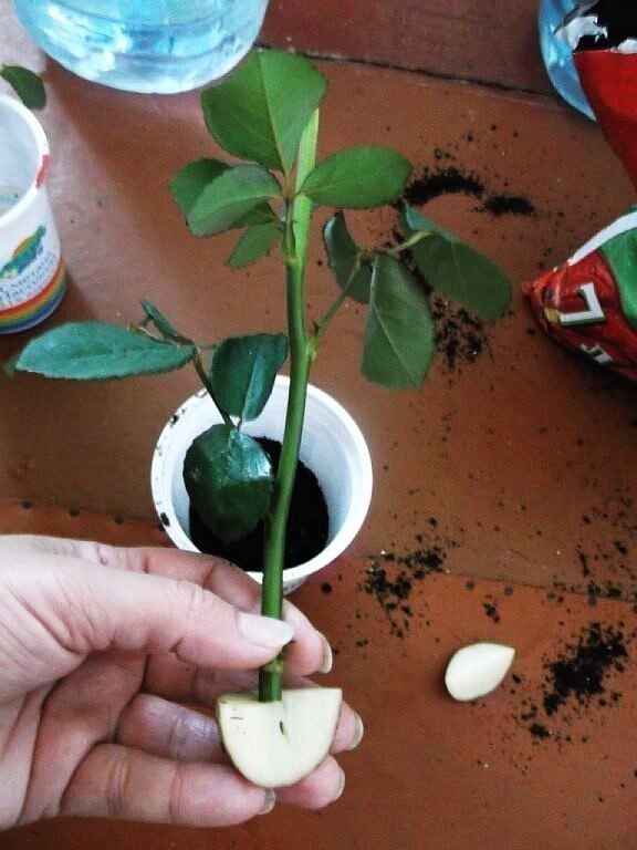 Как вырастить розу из срезанного цветка фото пошагово