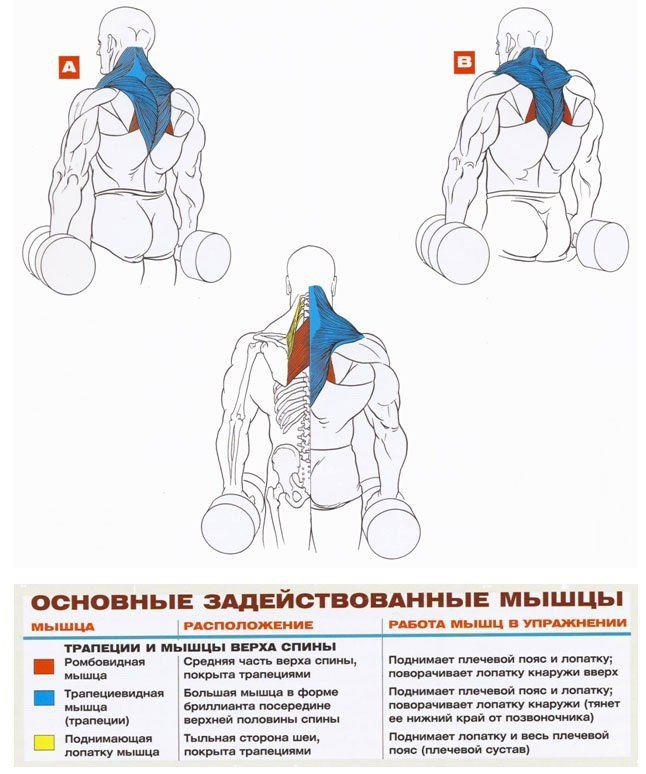 Упражнения для трапециевидных мышц с картинками