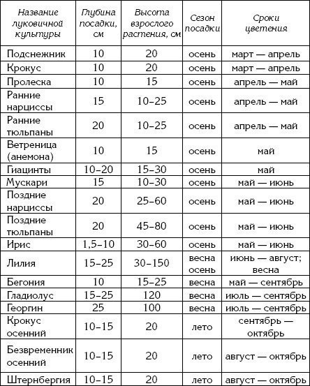 Схема посадки анемоны