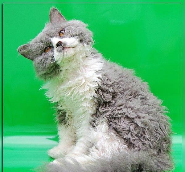 Фото Кучерявых Кошек
