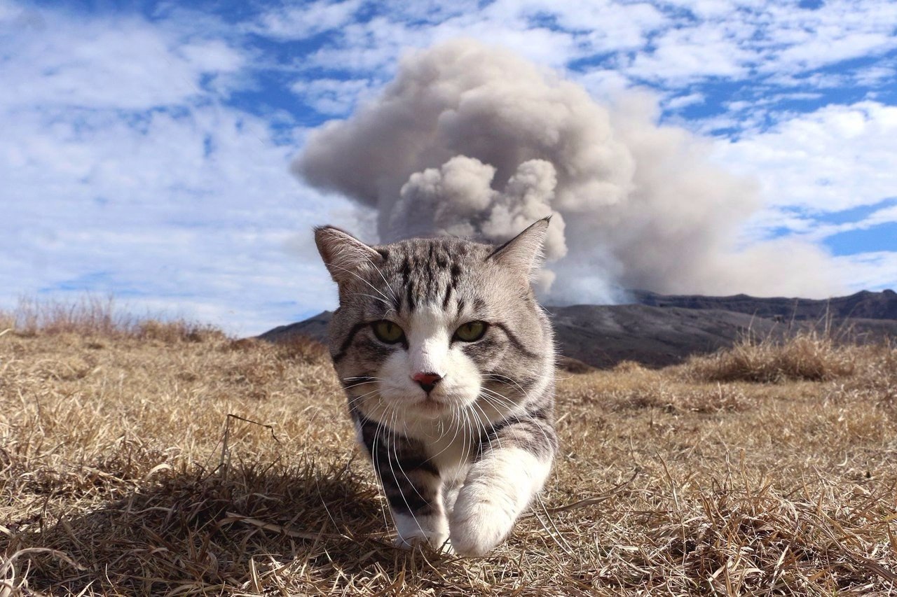 Крутые котята