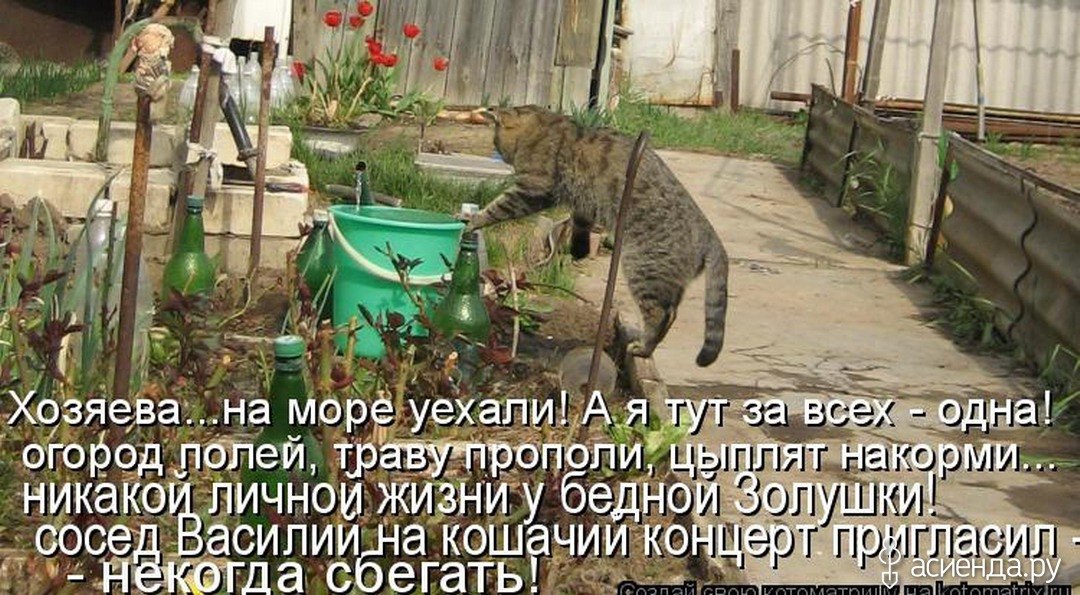 Картинки какой толк с этого огорода ни рыбы ни мяса