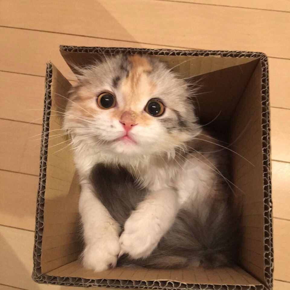 Котенок в коробочке