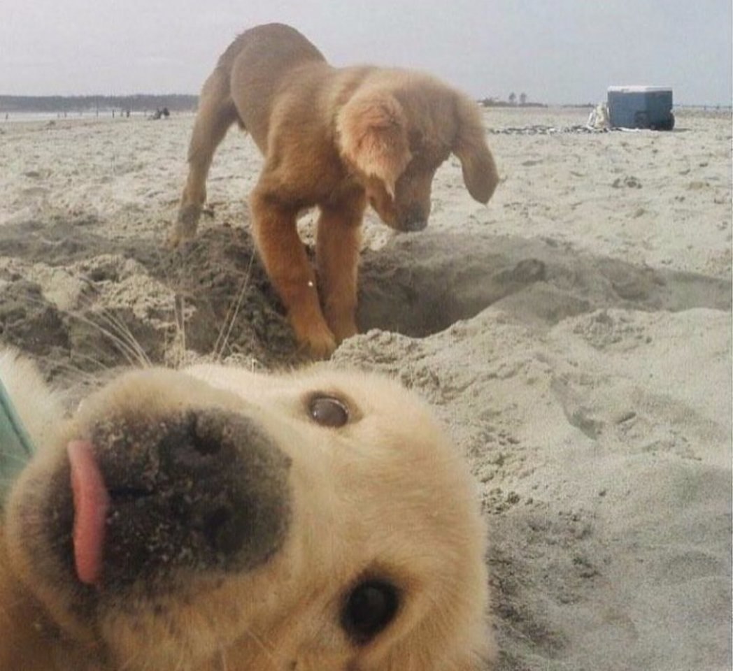 Смешные кадры животных на пляжах