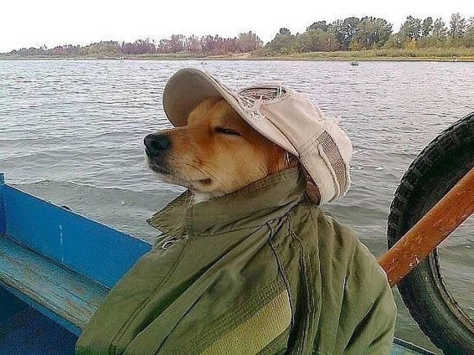 И тишина картинки прикольные