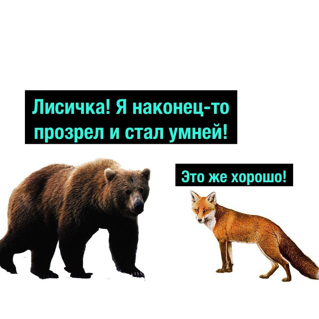 Какие отношения складываются между медведем и лисицей. Медведь и лиса. Лисичка и медведь. Лиса и медведь рисунок. Лис и медведь.