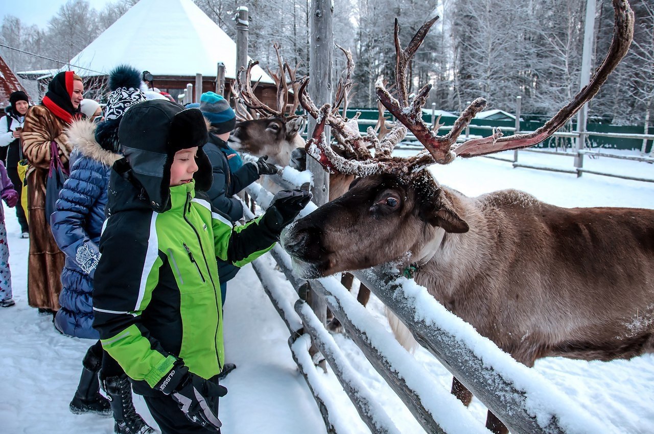 Олени в москве