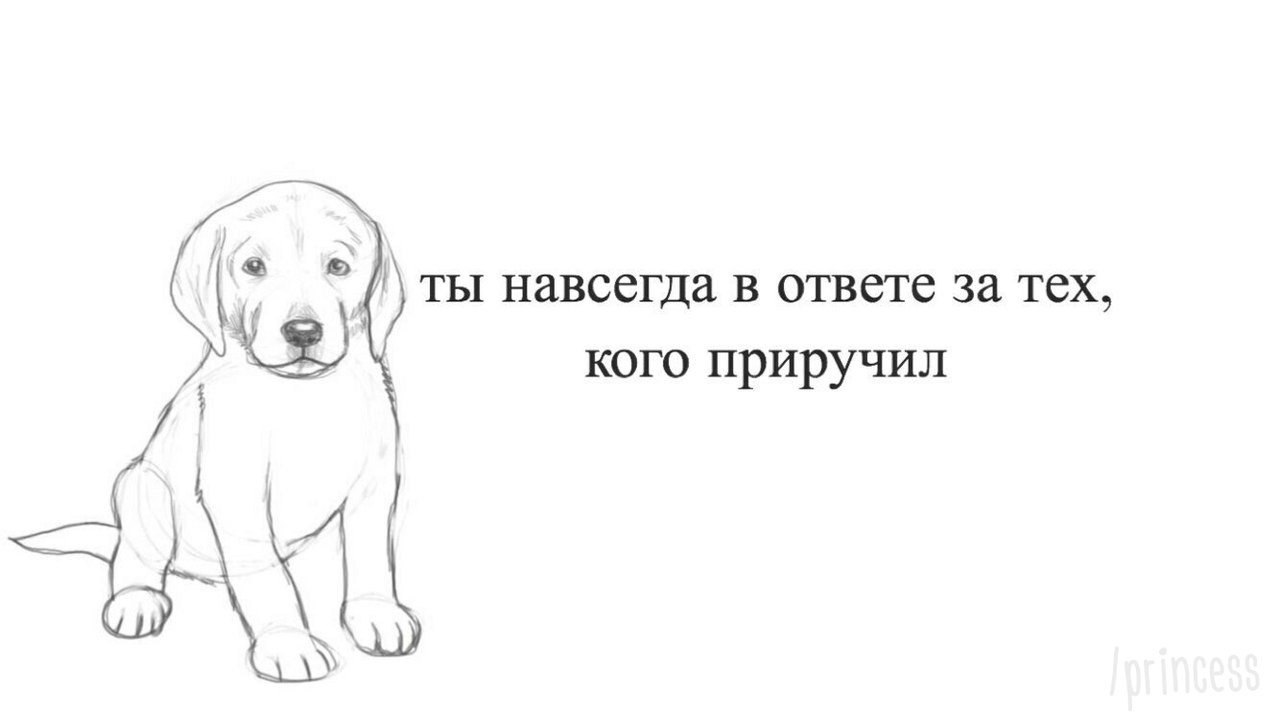 Ты навсегда в ответе за всех кого приручил картинка