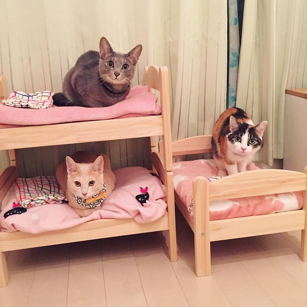 Кошачья кроватка