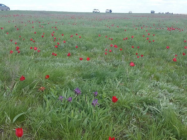 Лазоревая степь презентация