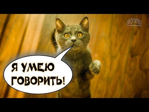 Кот говорит але. Бреееед кот говорит.