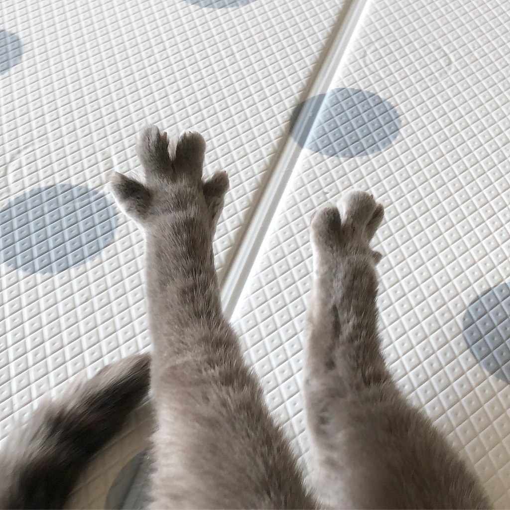Ножки котика